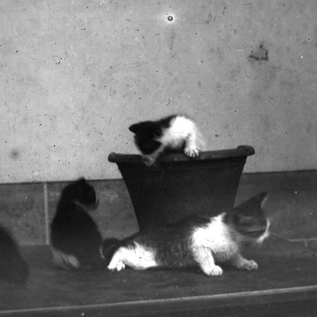 Gatti di casa Bellegotti 1901