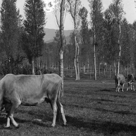 Mucche al pascolo con contadina 1906